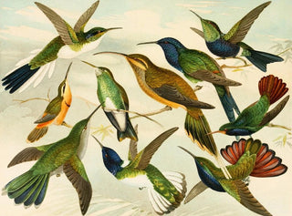 Oiseaux de paradis - Emil August Göldi — visning af kunstværket