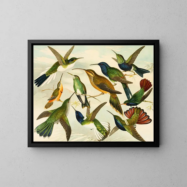 Oiseaux de paradis - Emil August Göldi — indrammet kunstværk på væggen