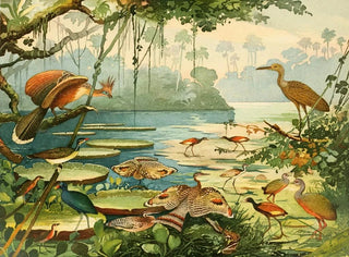Emil August Gldi - Cigana Pavo do Par Caro Piaoca Saracura Aan Ipequy.webp