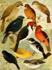 Trincaferro Azulo Cardinal Gallo do mato Serraserra Colleiro Cicarra - Emil August Göldi — visning af kunstværket