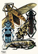 Insekter Pl14 - Émile-Allain Séguy — visning af kunstværket