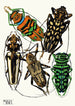 Insekter Pl15 - Émile-Allain Séguy — visning af kunstværket