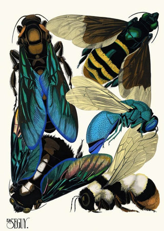 EmileAllain Sguy - Insectes Pl16.webp