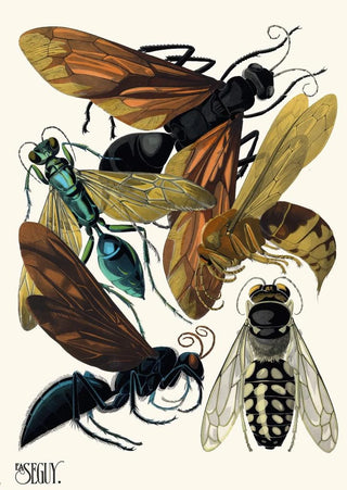 EmileAllain Sguy - Insectes Pl17.webp