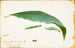 Chenille de Feuille de Hêtre Non Tachée, Studie til bogen Concealing Coloration in the Animal Kingdom - Emma Beach Thayer — visning af kunstværket