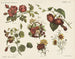 Blomster - Emrik Binger — visning af kunstværket