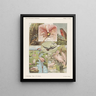 Emrik Binger - Vogels.webp