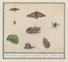 Samling af naturhistorie nr. 4, 4 Blandingsblad - Anselmus Botius de Boodt — visning af kunstværket