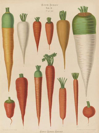 Ernst Benary - Carrots.webp