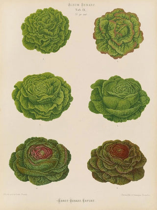 Ernst Benary - Lettuces Cabbage Varieties.webp