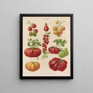 Ernst Benary - Tomatoes or LoveApples.webp