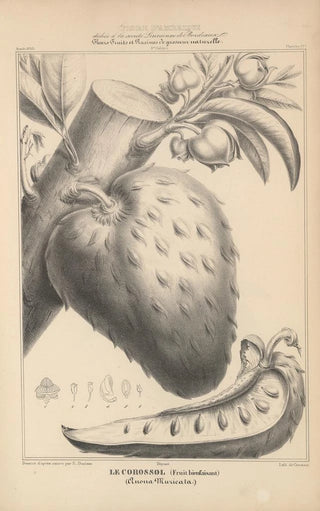 Etienne Denisse - Flore dAmerique Pl41.webp