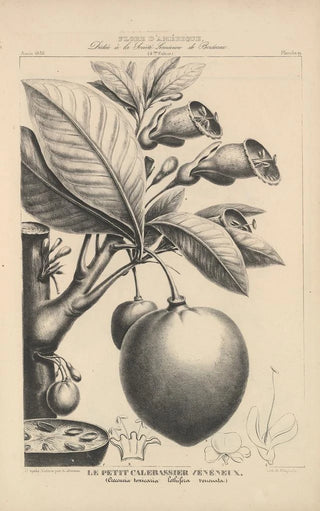 Etienne Denisse - Flore dAmerique Pl43.webp