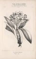 Flore d'Amérique Pl45 - Étienne Denisse — visning af kunstværket