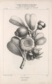 Flore d'Amérique Pl46 - Étienne Denisse — visning af kunstværket