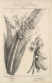 Flore d'Amérique Pl48 - Étienne Denisse — visning af kunstværket