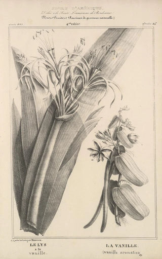 Etienne Denisse - Flore dAmerique Pl48.webp