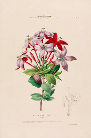 Etienne Denisse - Flore dAmerique dessinee dapres nature sur les lieux Pl002.webp