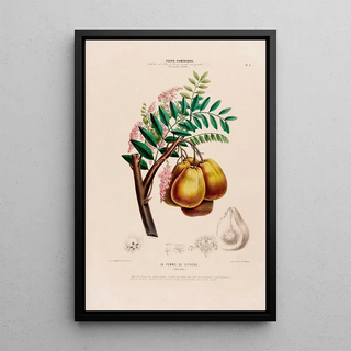 Etienne Denisse - Flore dAmerique dessinee dapres nature sur les lieux Pl004.webp