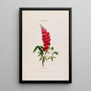 Etienne Denisse - Flore dAmerique dessinee dapres nature sur les lieux Pl007.webp