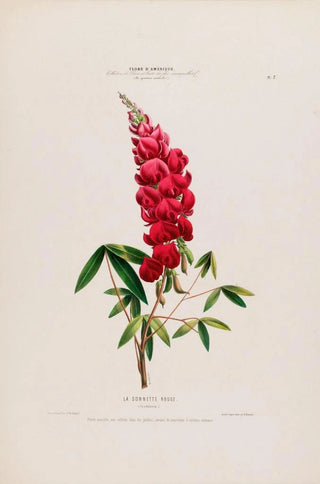 Etienne Denisse - Flore dAmerique dessinee dapres nature sur les lieux Pl007.webp