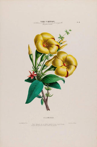 Etienne Denisse - Flore dAmerique dessinee dapres nature sur les lieux Pl008.webp