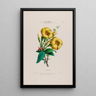 Etienne Denisse - Flore dAmerique dessinee dapres nature sur les lieux Pl008.webp