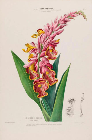 Etienne Denisse - Flore dAmerique dessinee dapres nature sur les lieux Pl009.webp