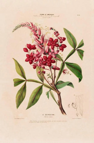 Etienne Denisse - Flore dAmerique dessinee dapres nature sur les lieux Pl010.webp