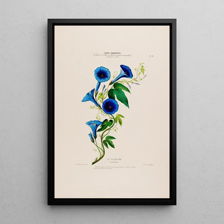 Etienne Denisse - Flore dAmerique dessinee dapres nature sur les lieux Pl014.webp