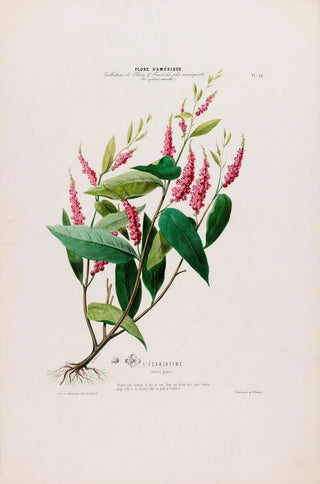 Etienne Denisse - Flore dAmerique dessinee dapres nature sur les lieux Pl016.webp