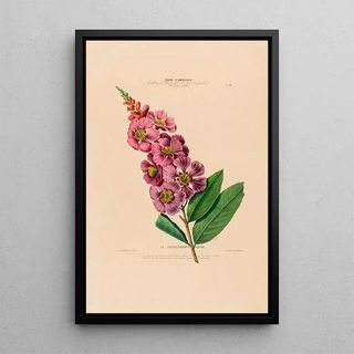 Etienne Denisse - Flore dAmerique dessinee dapres nature sur les lieux Pl018.webp