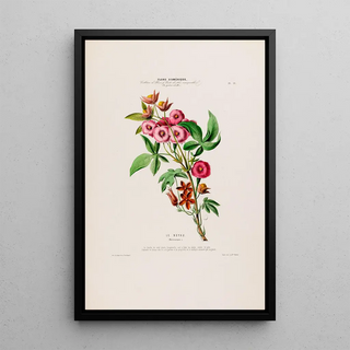 Etienne Denisse - Flore dAmerique dessinee dapres nature sur les lieux Pl019.webp