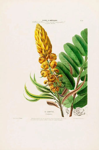 Etienne Denisse - Flore dAmerique dessinee dapres nature sur les lieux Pl020.webp