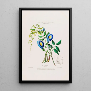 Etienne Denisse - Flore dAmerique dessinee dapres nature sur les lieux Pl022.webp