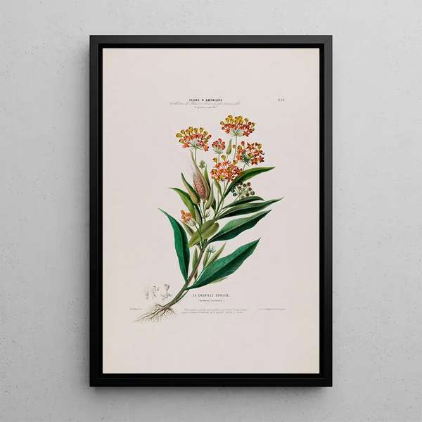 Etienne Denisse - Flore dAmerique dessinee dapres nature sur les lieux Pl024.webp