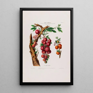 Etienne Denisse - Flore dAmerique dessinee dapres nature sur les lieux Pl025.webp