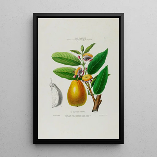 Etienne Denisse - Flore dAmerique dessinee dapres nature sur les lieux Pl026.webp