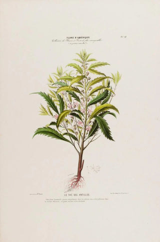 Etienne Denisse - Flore dAmerique dessinee dapres nature sur les lieux Pl027.webp