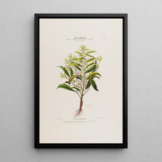 Etienne Denisse - Flore dAmerique dessinee dapres nature sur les lieux Pl027.webp