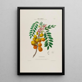 Etienne Denisse - Flore dAmerique dessinee dapres nature sur les lieux Pl029.webp