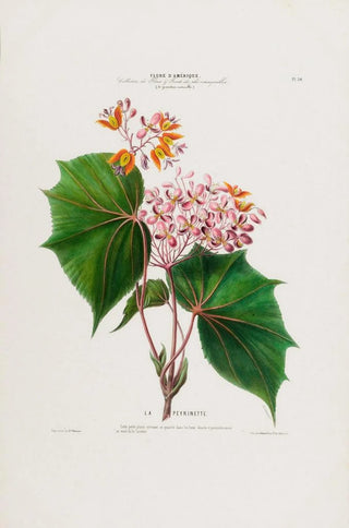 Etienne Denisse - Flore dAmerique dessinee dapres nature sur les lieux Pl030.webp