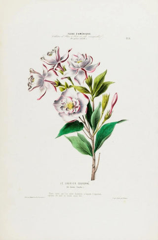 Etienne Denisse - Flore dAmerique dessinee dapres nature sur les lieux Pl031.webp