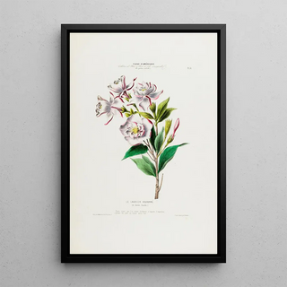 Etienne Denisse - Flore dAmerique dessinee dapres nature sur les lieux Pl031.webp