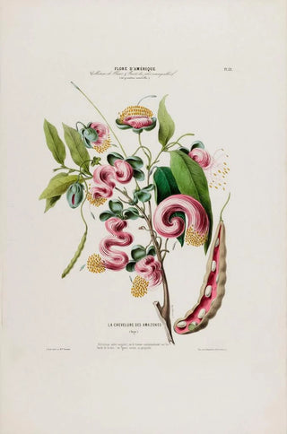 Etienne Denisse - Flore dAmerique dessinee dapres nature sur les lieux Pl032.webp