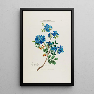 Etienne Denisse - Flore dAmerique dessinee dapres nature sur les lieux Pl033.webp