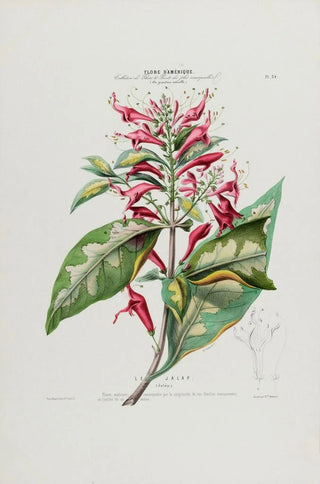 Etienne Denisse - Flore dAmerique dessinee dapres nature sur les lieux Pl034.webp