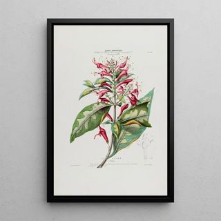 Etienne Denisse - Flore dAmerique dessinee dapres nature sur les lieux Pl034.webp