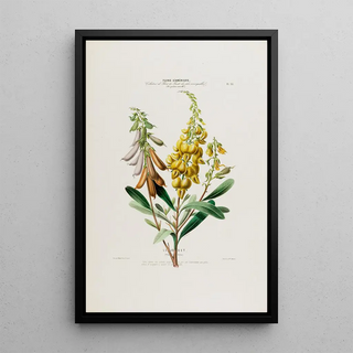 Etienne Denisse - Flore dAmerique dessinee dapres nature sur les lieux Pl035.webp