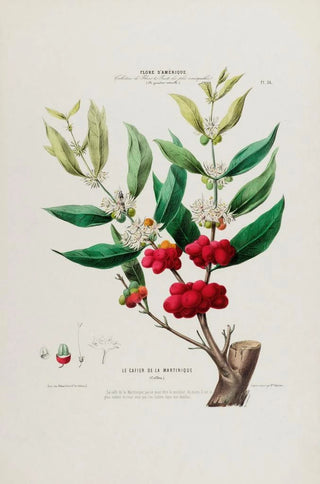 Etienne Denisse - Flore dAmerique dessinee dapres nature sur les lieux Pl036.webp